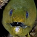 moray_green_pat_jar_v_0075_cub2429.jpg